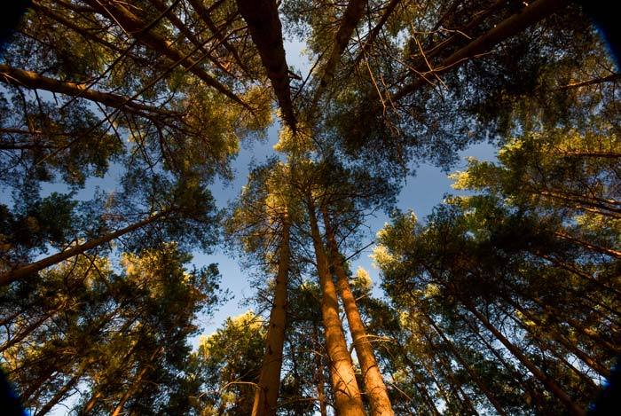 Up through the pines this time